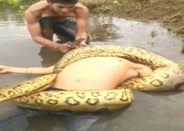Terrifying Giant Snake Attacks on Humans Caught Live On Camera