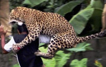 These Shocking Images Show Wild Animals Attacking Humans